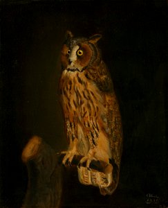 Prince Albert, Prince Consort, consort of Victoria, Queen of the United Kingdom (1819-61) - A Long-Eared Owl - RCIN 403996 - Royal Collection