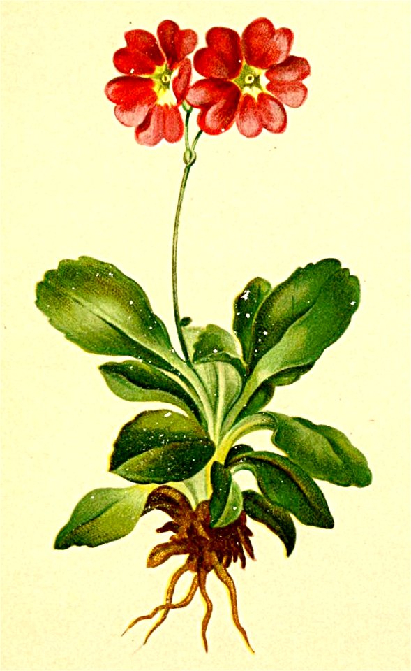 Primula pubescens Atlas Alpenflora