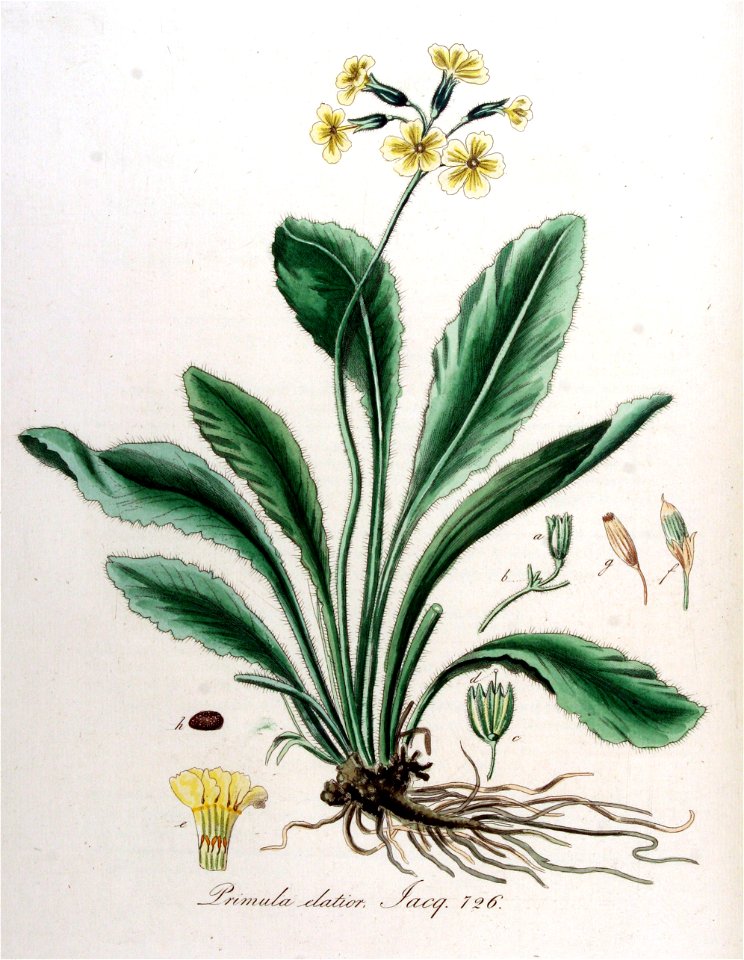 Primula elatior — Flora Batava — Volume v10
