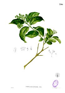 Premna leucostoma Blanco2.396