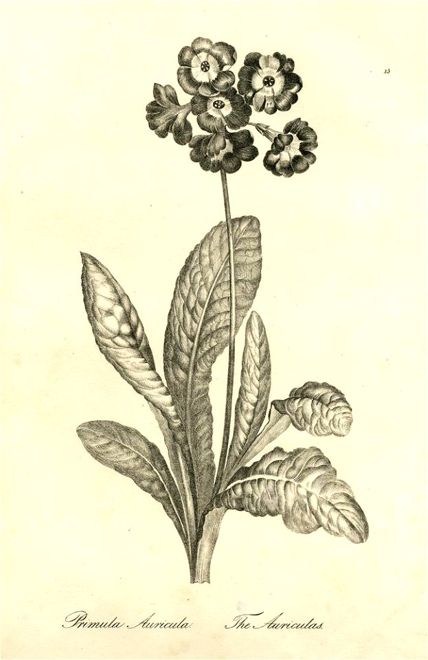 Primula Auricula (BM 1899,0713.208.13)