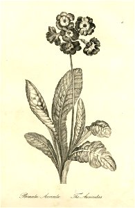 Primula Auricula (BM 1899,0713.208.13)