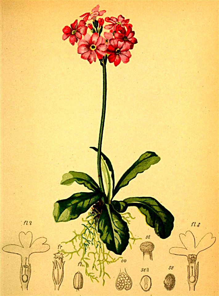 Primula farinosa Atlas Alpenflora