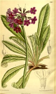 Primula vittata 140-8586. Free illustration for personal and commercial use.