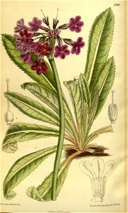 Primula vittata 140-8586