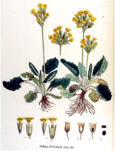 Primula officinalis — Flora Batava — Volume v17