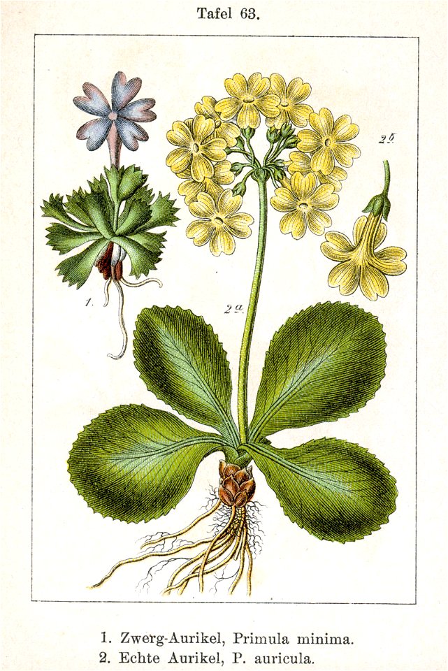 Primula spp Sturm63