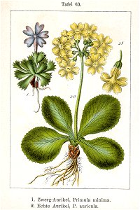 Primula spp Sturm63