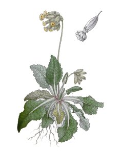 Primula veris L ag1. Free illustration for personal and commercial use.