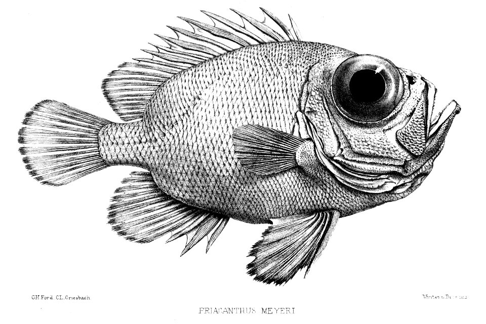 PriacanthusMeyeriFord
