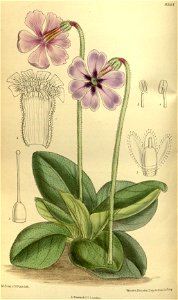 Primula vinciflora 140-8564