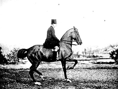 Principesdedressage 389a