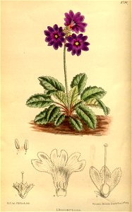 Primula chasmophila 145-8791. Free illustration for personal and commercial use.