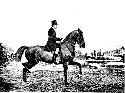 Principesdedressage 379a