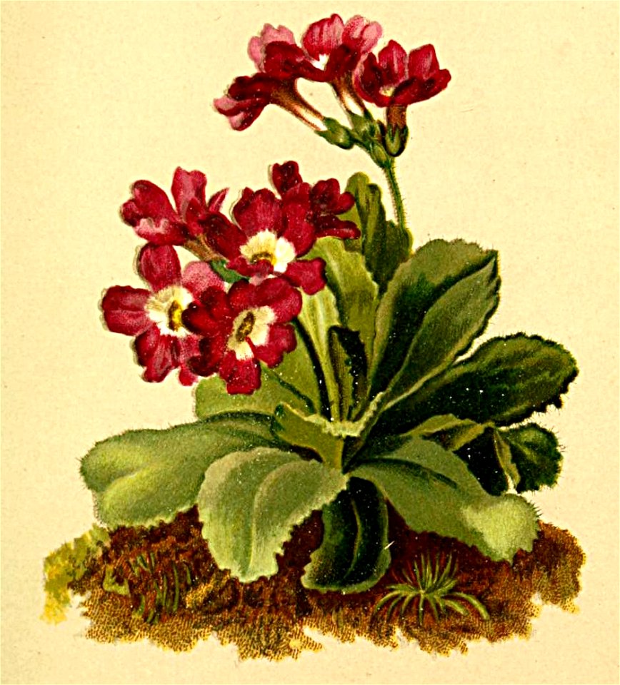 Primula villosa Atlas Alpenflora