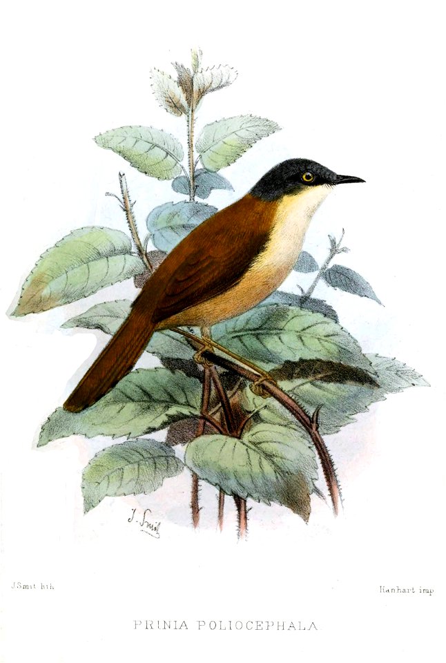 PriniaPoliocephalaSmit