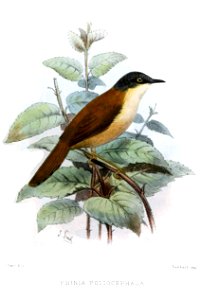 PriniaPoliocephalaSmit