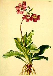 Primula carniolica Atlas Alpenflora