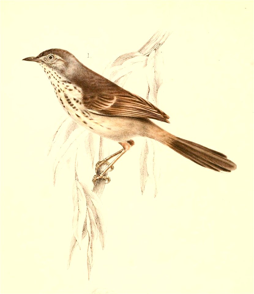 Prinia maculosa 1838