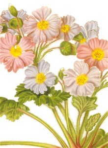 Primula sinensis RHS