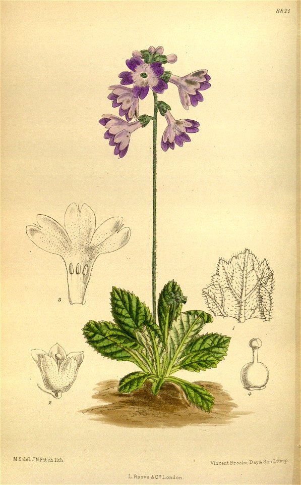 Primula spicata 145-8821. Free illustration for personal and commercial use.
