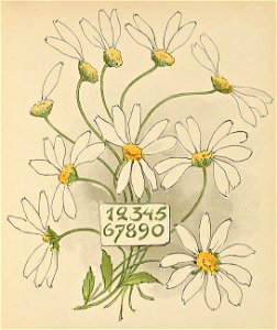 Prinsarnes blomsteralfabet 0-9