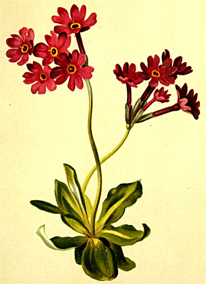 Primula halleri Atlas Alpenflora