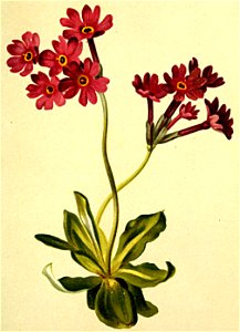 Primula halleri Atlas Alpenflora