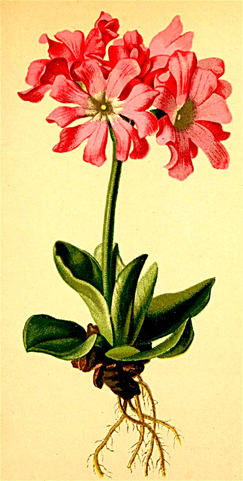 Primula clusiana Atlas Alpenflora