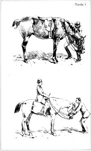 Principesdedressage 107