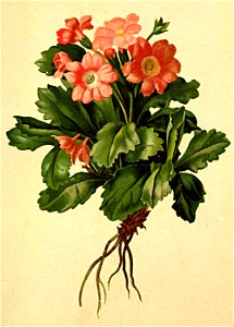 Primula hirsuta Atlas Alpenflora