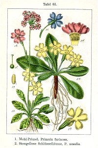 Primula spp Sturm61