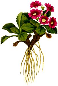 Primula villosa-1797