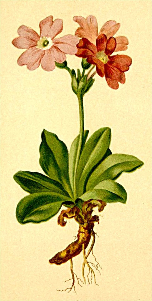 Primula spectabilis Atlas Alpenflora