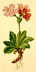 Primula spectabilis Atlas Alpenflora