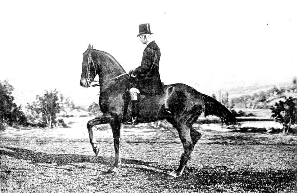 Principesdedressage 419b