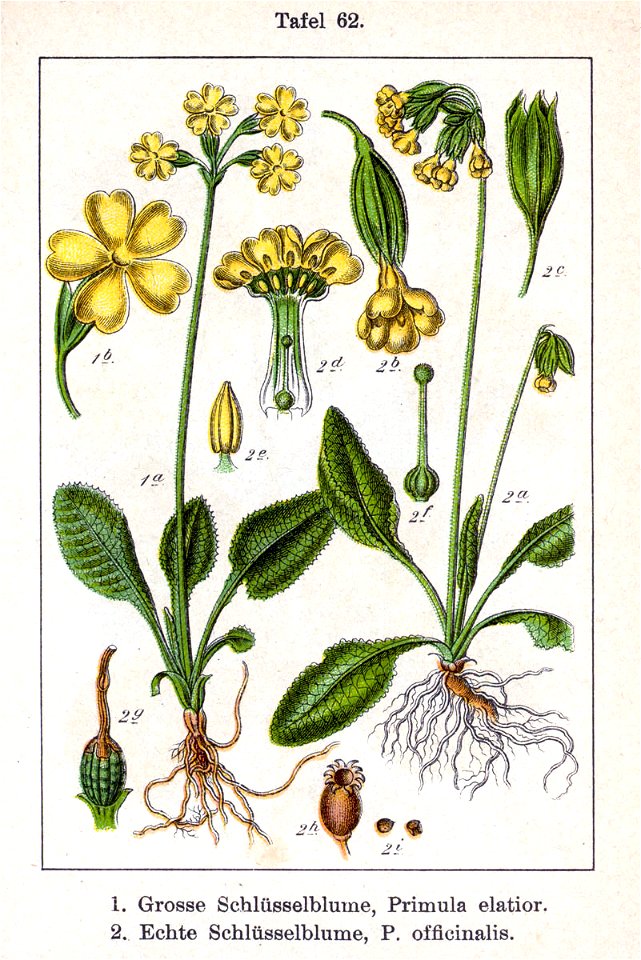 Primula spp Sturm62