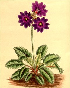 Primula chasmophila 145-8791 (cropped). Free illustration for personal and commercial use.