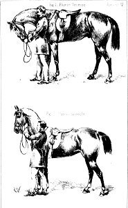 Principesdedressage 099