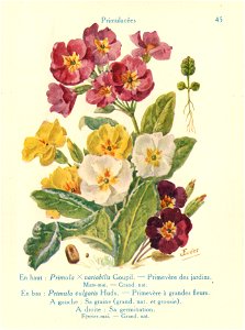 Primevères-J.Eudes-45
