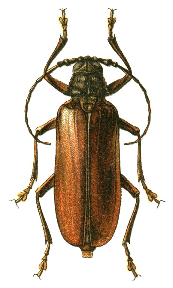 Prinobius