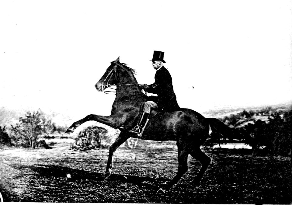 Principesdedressage 411b