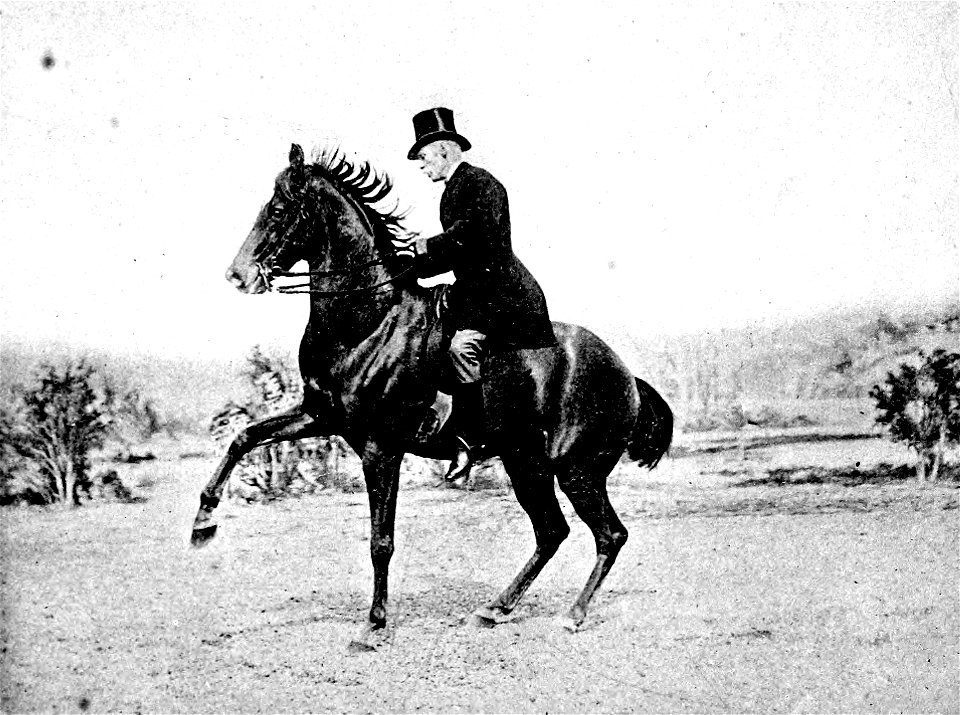 Principesdedressage 433b