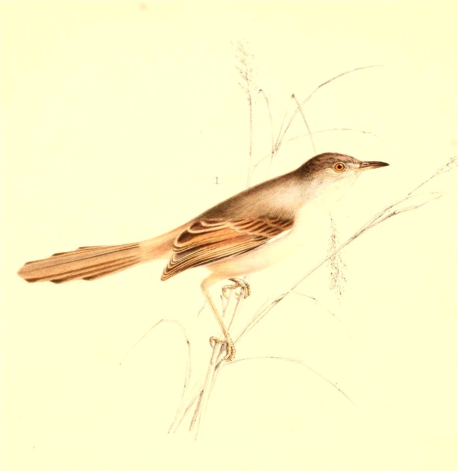 Prinia subflava affinis 1838