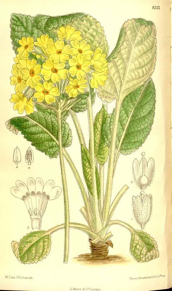 Primula forrestii 136-8313