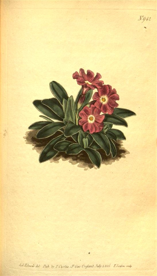 Primula integrifolia