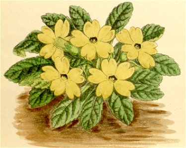 Primula pulvinata 146-8836 (cropped). Free illustration for personal and commercial use.