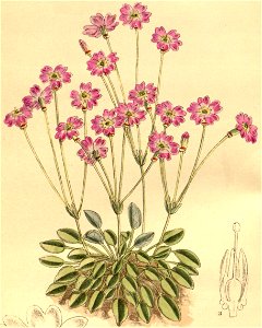 Primula tibetica 145-8796 (cropped). Free illustration for personal and commercial use.