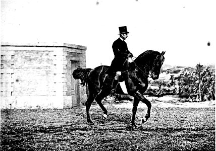 Principesdedressage 215a