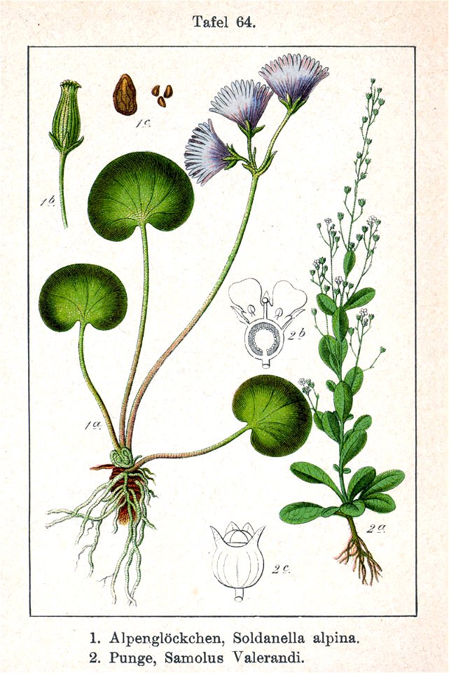 Primulaceae spp Sturm64